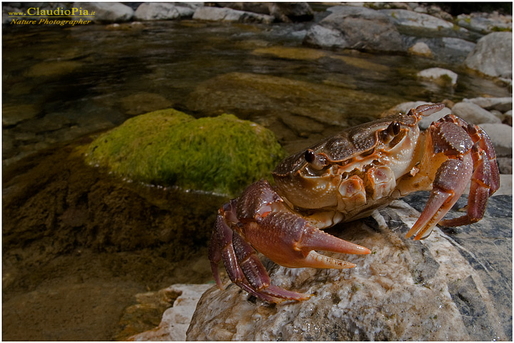 Potamon fluviatile, granchio d'acqua dolce, fresh water crab, fotografia, val di vara